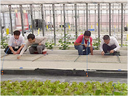 �t�@�[�����C�̗l�q