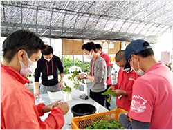 �t�@�[�����C�̗l�q